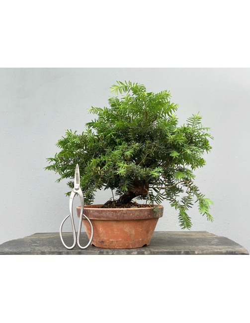 Prebonsái Taxus Cuspidata ? Tejo JP99/8