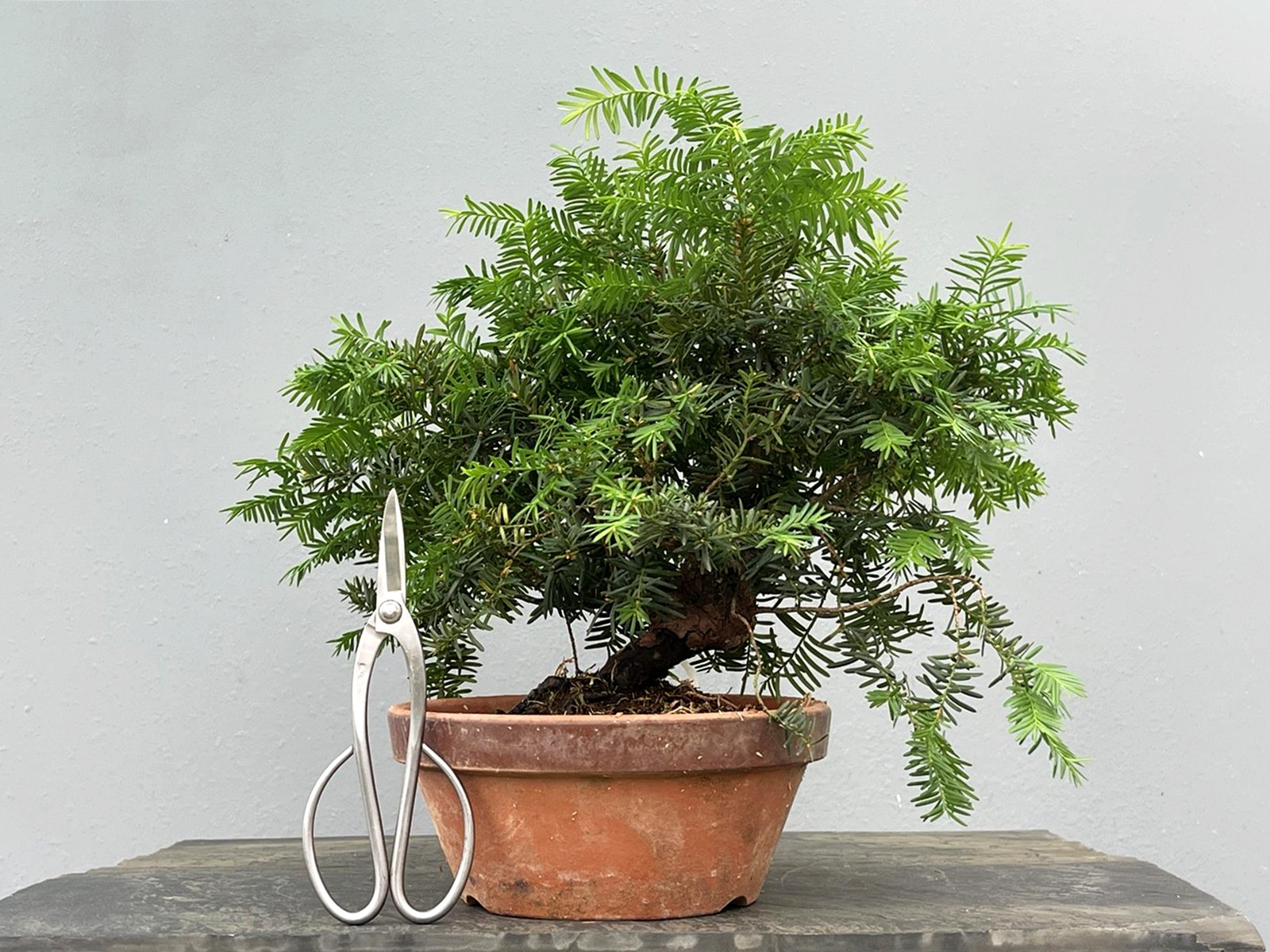 Prebonsái Taxus Cuspidata ? Tejo JP99/8