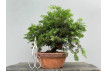 Prebonsái Taxus Cuspidata ? Tejo JP99/8