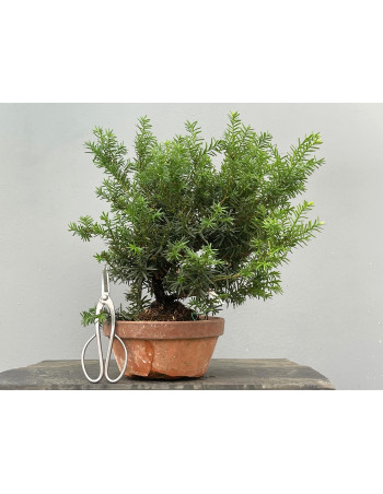Prebonsái Taxus Cuspidata ? Tejo JP99/9