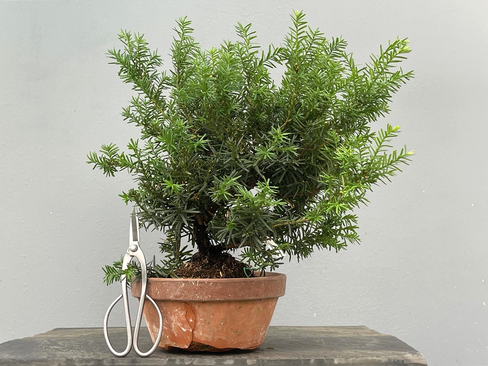 Prebonsái Taxus Cuspidata ? Tejo JP99/9