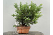 Prebonsái Taxus Cuspidata ? Tejo JP99/9