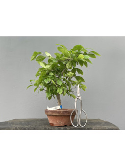 Bonsái Diospyros Rhombifolia ? Caqui JP123/2