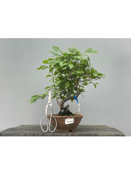 Bonsái Diospyros Rhombifolia ? Caqui JP123/3