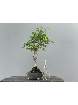 Bonsái Diospyros Rhombifolia ? Caqui JP35/1