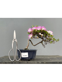 Prebonsái Rhododendron Indicum ? Azalea JP73/1