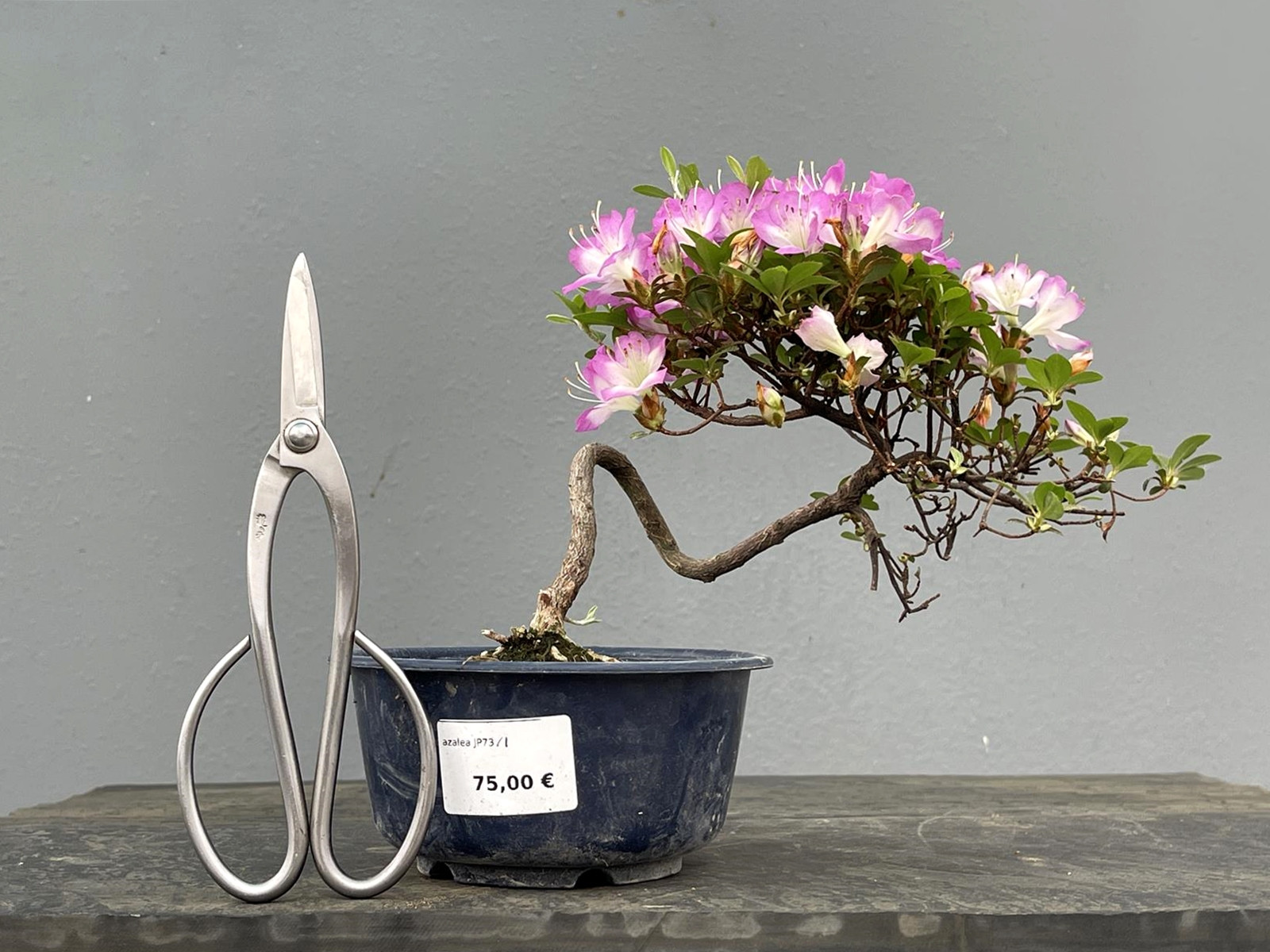 Prebonsái Rhododendron Indicum ? Azalea JP73/1