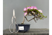 Prebonsái Rhododendron Indicum ? Azalea JP73/1