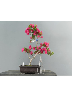 Prebonsái Rhododendron Indicum Komurasaki ? Azalea JP111/4