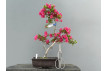 Prebonsái Rhododendron Indicum Komurasaki ? Azalea JP111/4