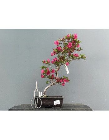 Prebonsái Rhododendron Indicum ? Azalea JP111/9