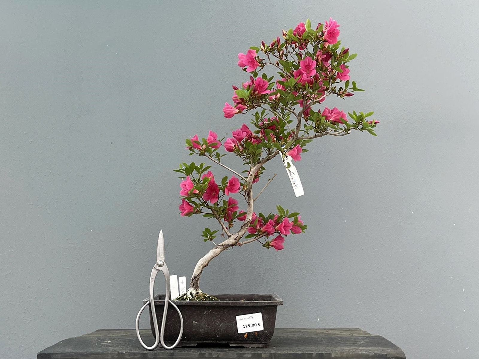 Prebonsái Rhododendron Indicum ? Azalea JP111/9