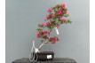 Prebonsái Rhododendron Indicum ? Azalea JP111/9