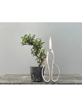 Prebonsái Cotoneaster – Griñolera JP14/2