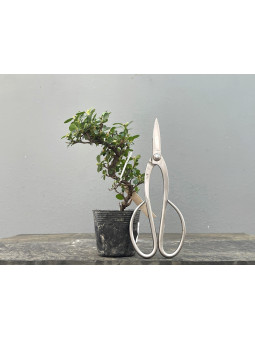 Prebonsái Cotoneaster ? Griñolera JP14/2