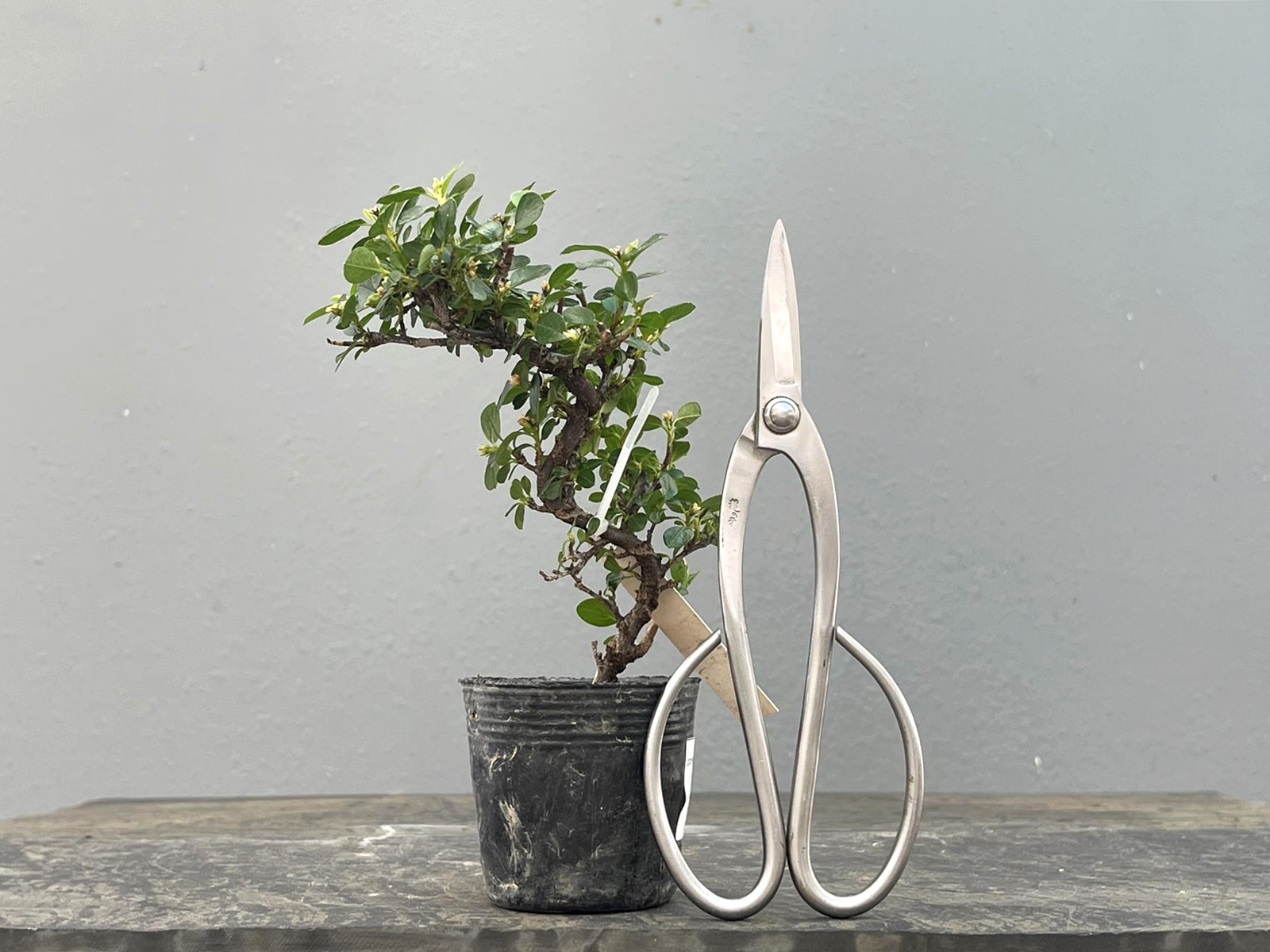 Prebonsái Cotoneaster – Griñolera JP14/2