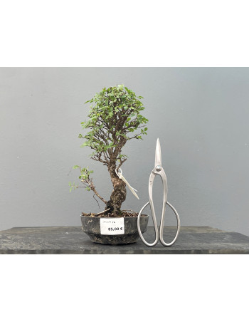 Prebonsái Zelkova Nire – Olmo JP2/2