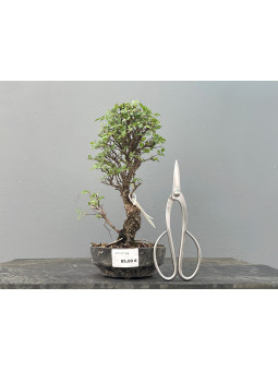 Prebonsái Zelkova Nire ? Olmo JP2/2