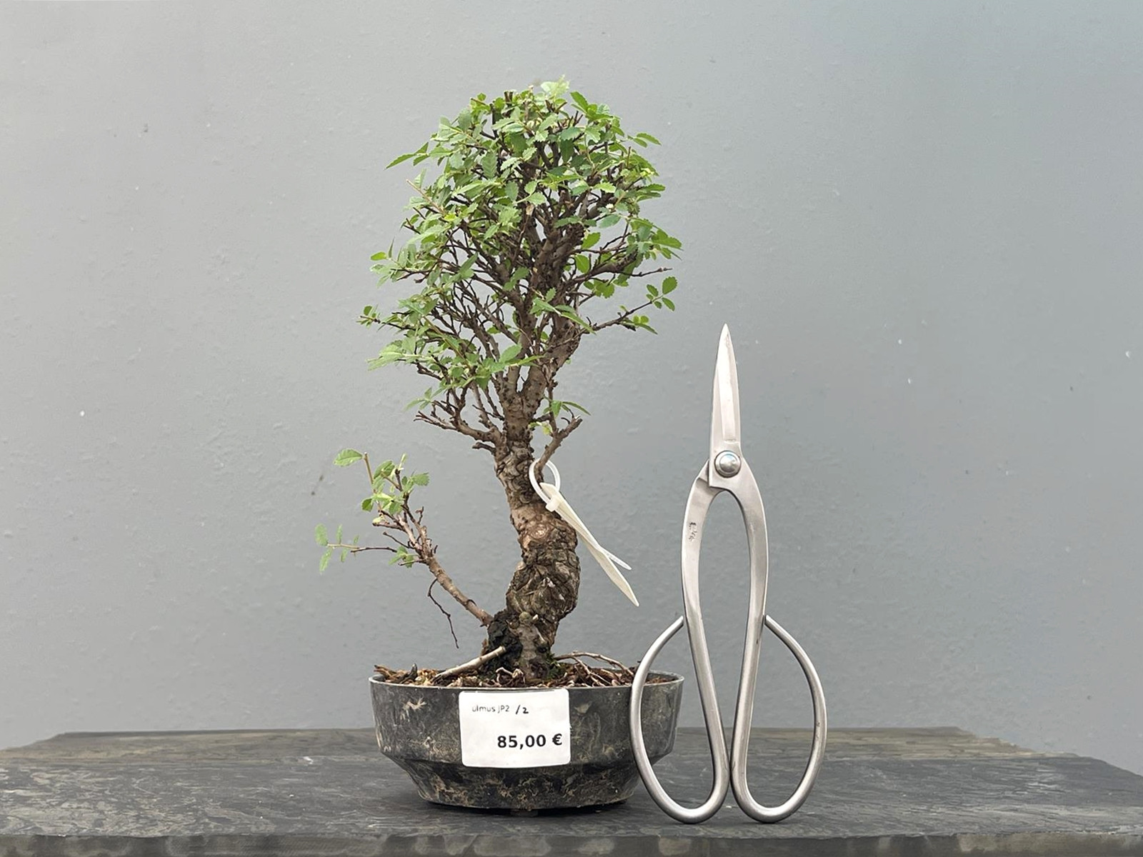 Prebonsái Zelkova Nire – Olmo JP2/2