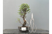 Prebonsái Zelkova Nire – Olmo JP2/2