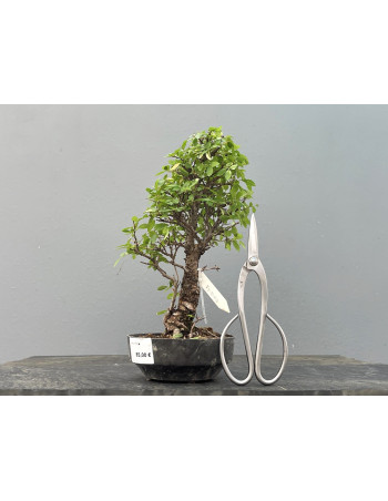 Prebonsái Zelkova Nire – Olmo JP2/6