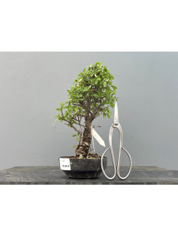 Prebonsái Zelkova Nire ? Olmo JP2/6