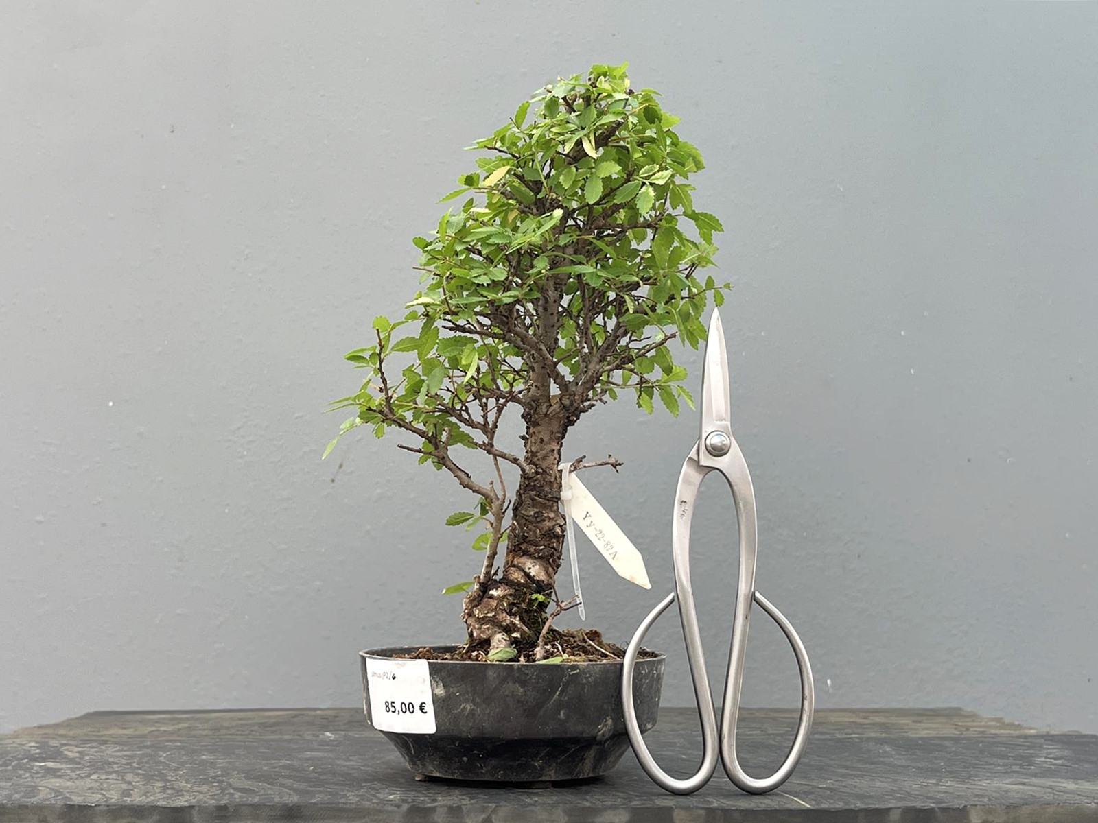 Prebonsái Zelkova Nire – Olmo JP2/6