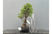 Prebonsái Zelkova Nire – Olmo JP2/6