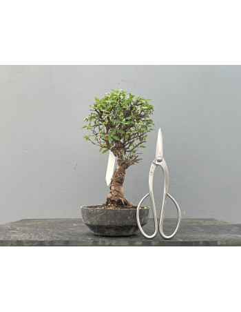 Prebonsái Zelkova Nire – Olmo JP2/4