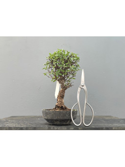 Prebonsái Zelkova Nire ? Olmo JP2/4