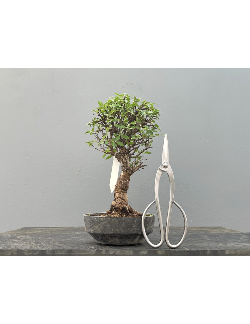 Prebonsái Zelkova Nire – Olmo JP2/4