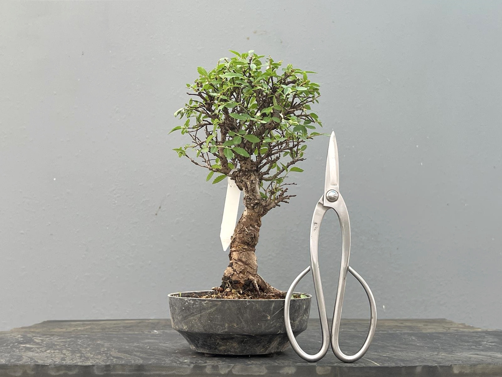 Prebonsái Zelkova Nire – Olmo JP2/4