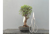 Prebonsái Zelkova Nire – Olmo JP2/4