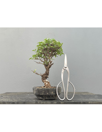 Prebonsái Zelkova Nire – Olmo JP2/7