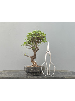 Prebonsái Zelkova Nire ? Olmo JP2/7