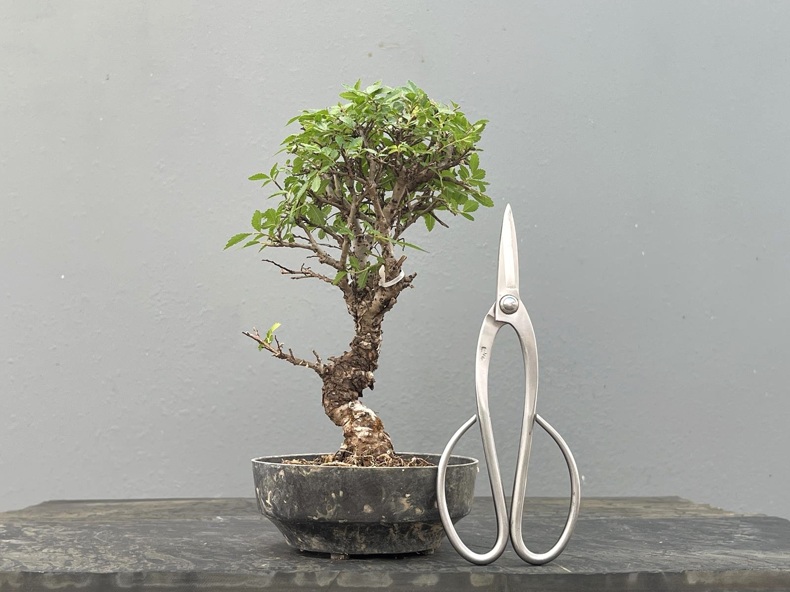 Prebonsái Zelkova Nire – Olmo JP2/7
