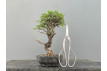 Prebonsái Zelkova Nire – Olmo JP2/7
