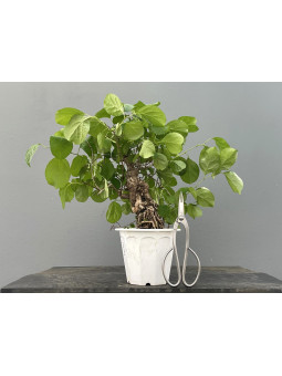 Prebonsái Celastrus Orbiculatus ? Celastro JP104/1