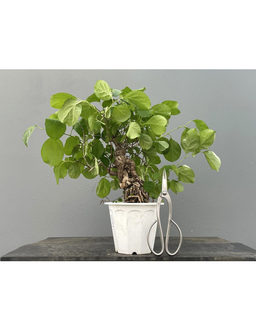 Prebonsái Celastrus Orbiculatus – Celastro JP104/1