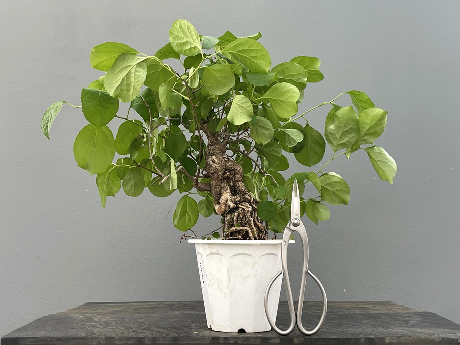 Prebonsái Celastrus Orbiculatus – Celastro JP104/1