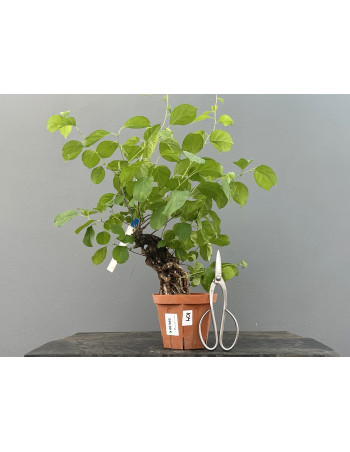 Prebonsái Celastrus Orbiculatus – Celastro JP104/2