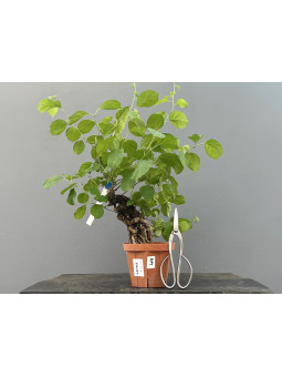 Prebonsái Celastrus Orbiculatus ? Celastro JP104/2