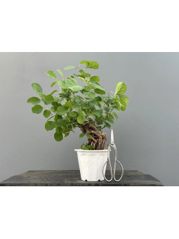 Prebonsái Celastrus Orbiculatus ? Celastro JP104/3