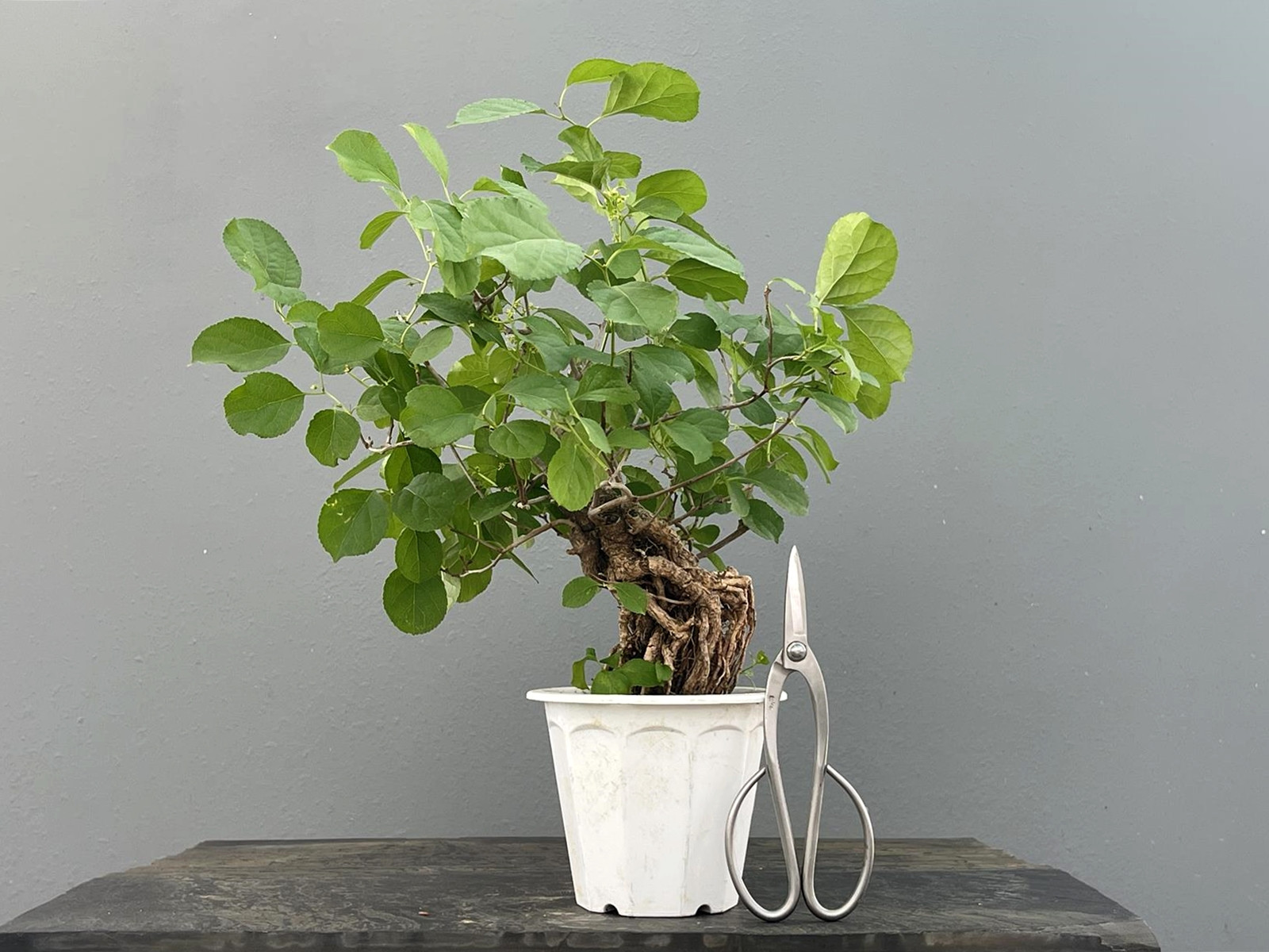 Prebonsái Celastrus Orbiculatus – Celastro JP104/3