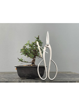 Prebonsái Cotoneaster ? Griñolera JP4/2