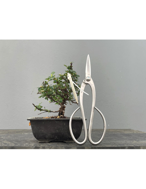 Prebonsái Cotoneaster – Griñolera JP4/2