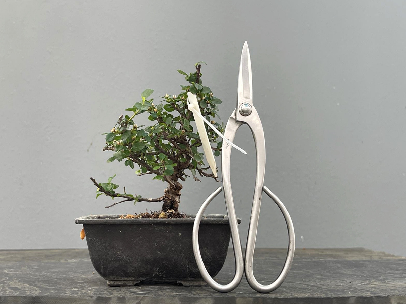 Prebonsái Cotoneaster – Griñolera JP4/2