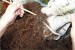 Eliminar tierra de las raices