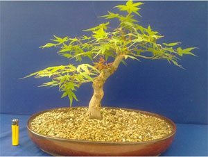 Bonsai Acer