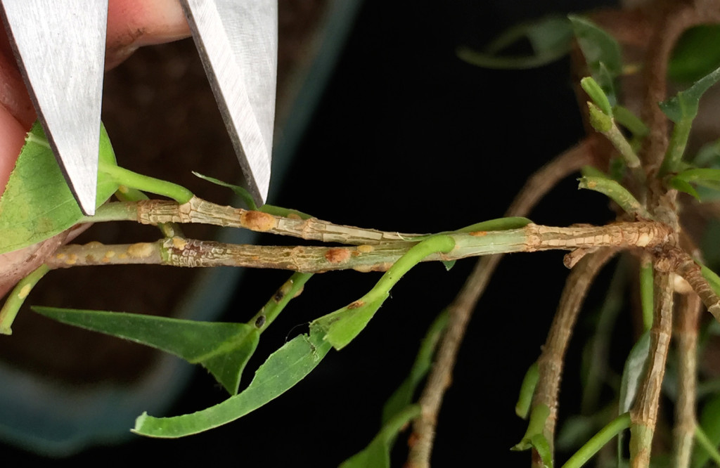 cochinillaficus1
